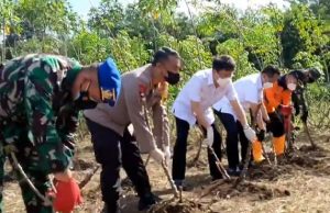 TNI-POLRI Dan Pemkot Manado Panen Singkong Bersama