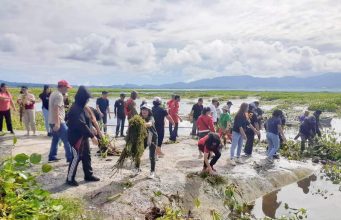 Hari Lingkungan Hidup, Pemkab Minahasa Angkat Eceng Gondok di Danau Tondano