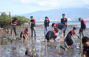 Alfamidi Tanam 2000 Pohon Mangrove di Pesisir Pantai Manado