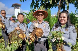 Dukung Ketahanan Pangan Nasional, Lapas Kelas IIB Tondano Panen Ubi Jalar