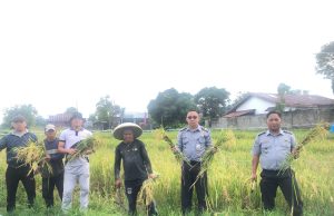 Bukti Nyata Pembinaan Kemandirian Warga Binaan, Lapas Kelas IIB Tondano Panen Padi Perdana