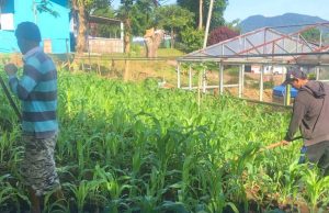 WBP Asimilasi Lapas Tondano Aktif Merawat Tanaman Pakcoy dan Jagung