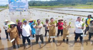 Wakil Bupati Minahasa Dampingi Wagub Sulut Dalam Program Gerakan Tanam Padi Bersama Kementerian Pertanian