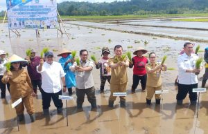 Wakil Bupati Minahasa Dampingi Wagub Sulut Dalam Program Gerakan Tanam Padi Bersama Kementerian Pertanian