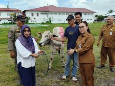 Pemkab Minahasa Serahkan 16 Ekor Bantuan Hewan Kurban Iduladha