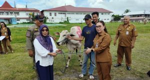 Pemkab Minahasa Serahkan 16 Ekor Bantuan Hewan Kurban Iduladha