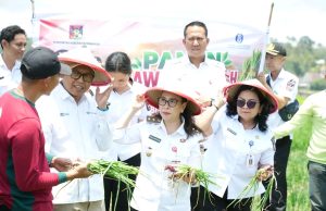 Panen Raya di Langowan, Minahasa Bidik Jadi Sentra Baru Bawang Merah