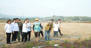 Kemarau Panjang Ancam Pertanian, Wabup Vanda Sarundajang Turun Langsung ke Lahan Petani Remboken