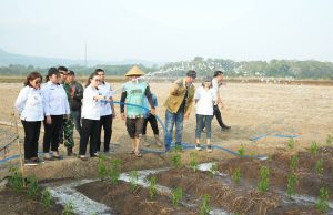 Kemarau Panjang Ancam Pertanian, Wabup Vanda Sarundajang Turun Langsung ke Lahan Petani Remboken